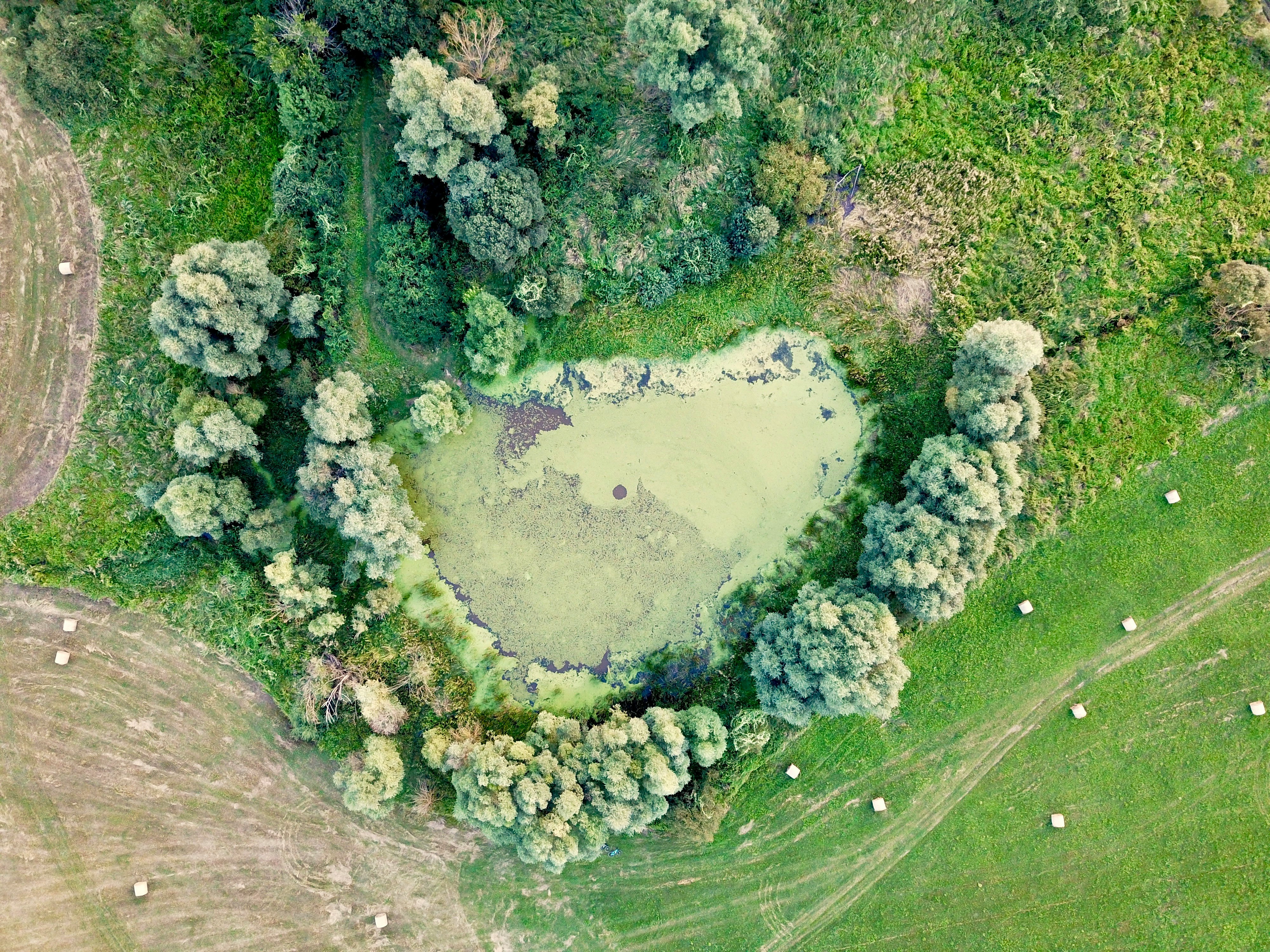 aerial view of green trees and river